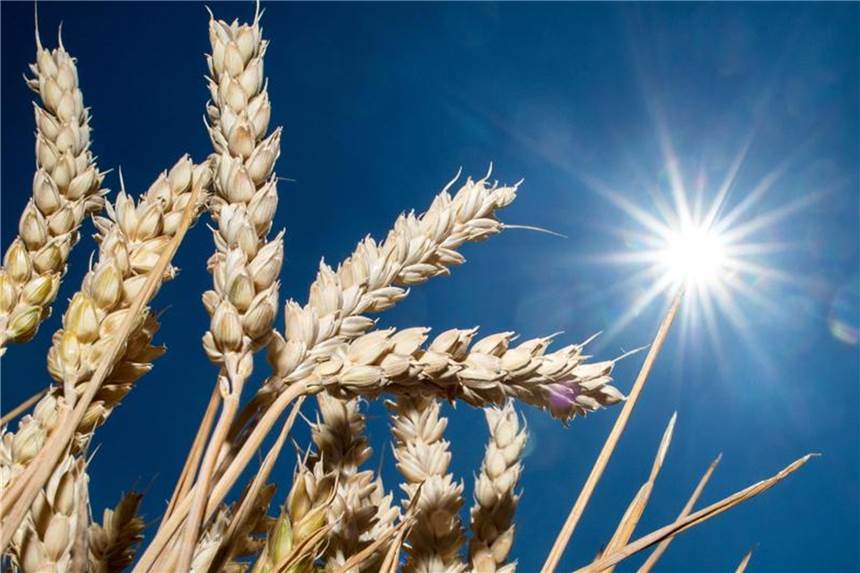 Ernteausfälle wegen Dürre können auch Verbraucher treffen Getreideähren auf einem Feld. In vielen Regionen war es in diesem Frühjahr und Sommer zu trocken. Foto: Hauke-Christian Dittrich