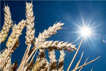 Getreideähren auf einem Feld. In vielen Regionen war es in diesem Frühjahr und Sommer zu trocken. Foto: Hauke-Christian Dittrich