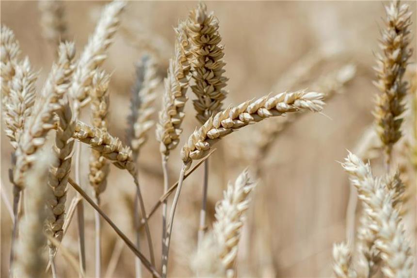 Dürre auf den Feldern: Müssen Verbraucher die Zeche zahlen? Getreideähren stehen auf einem Feld in Giessen. In vielen Regionen war das Wetter in diesem Frühjahr zu trocken. Foto: Hauke-Christian Dittrich