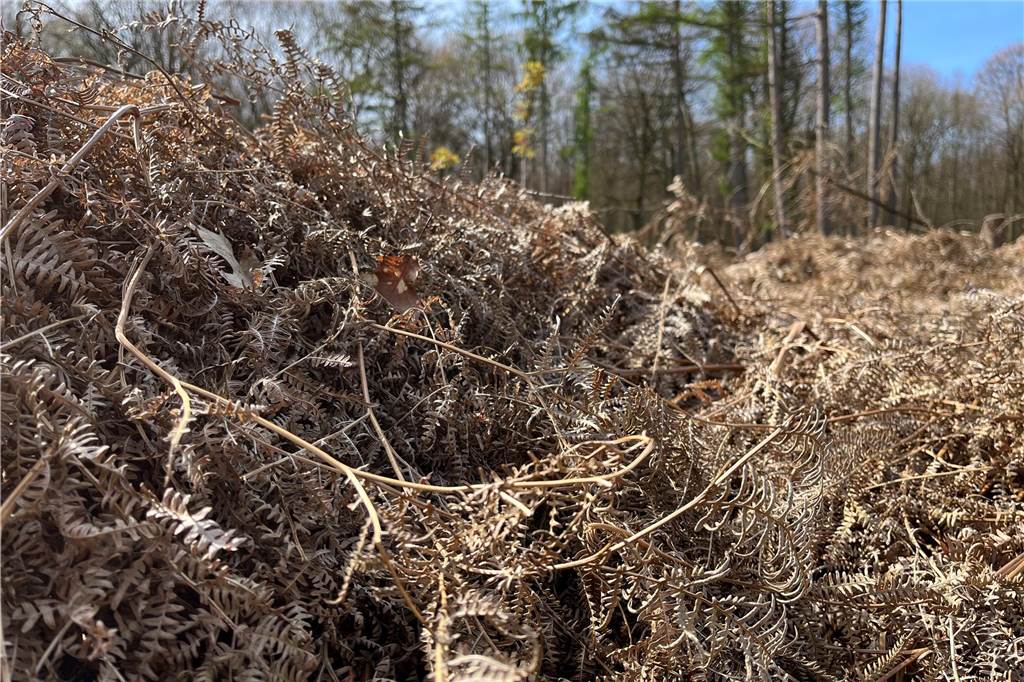 Klimawandel fordert die Haard heraus - Ein Artenmix soll helfen Getrocknete Adlerfarn und Gräser können in der heißen Sonne einen Brand auslösen.