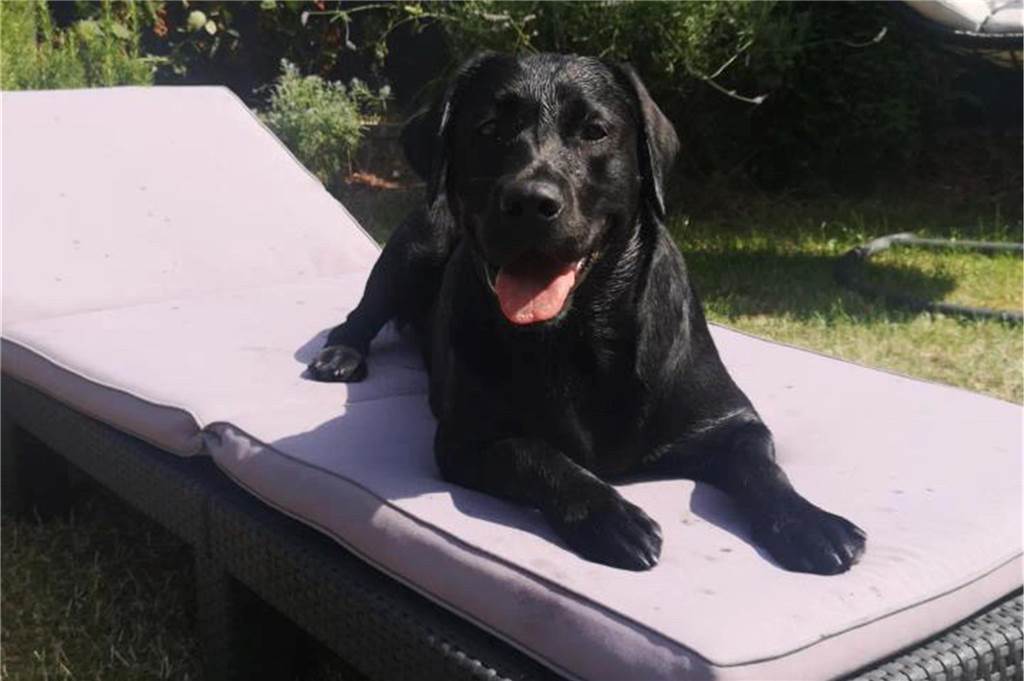 Ginas Hund Shani liebt den Garten - und vor allem die Sonnenliege, wie es scheint. 