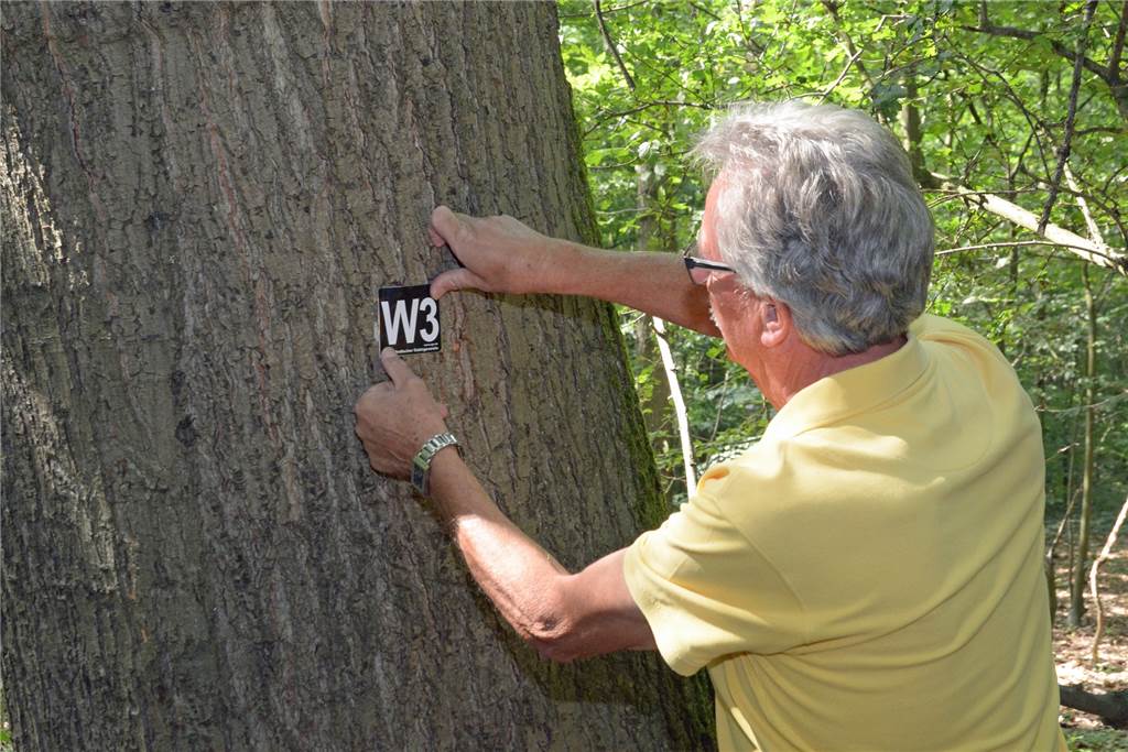 Opa Gisbert und seine Enkel markieren die neuen Werner Wanderwege Gisbert Bensch markiert einen der Bäume im Werner Stadtwald. Die neuen Rundwanderwege waren auf Initiative des Wanderclubs Werne konzipiert worden.