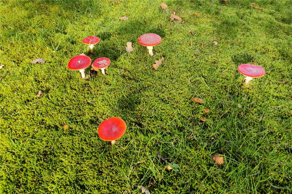 Der Herbst zeigt seine Farben: Knallrote Fliegenpilze auf der Wiese Fliegenpilze