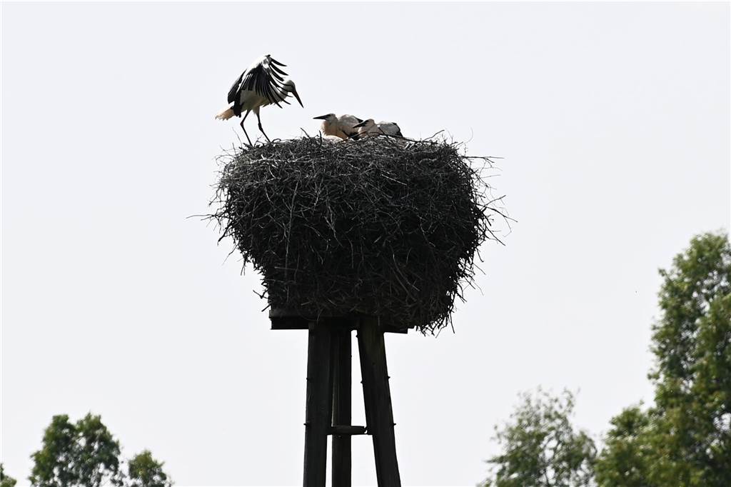 Gleich vier Jungstörche auf einem Streich sitzen zusammen mit einem Elternteil im Nest