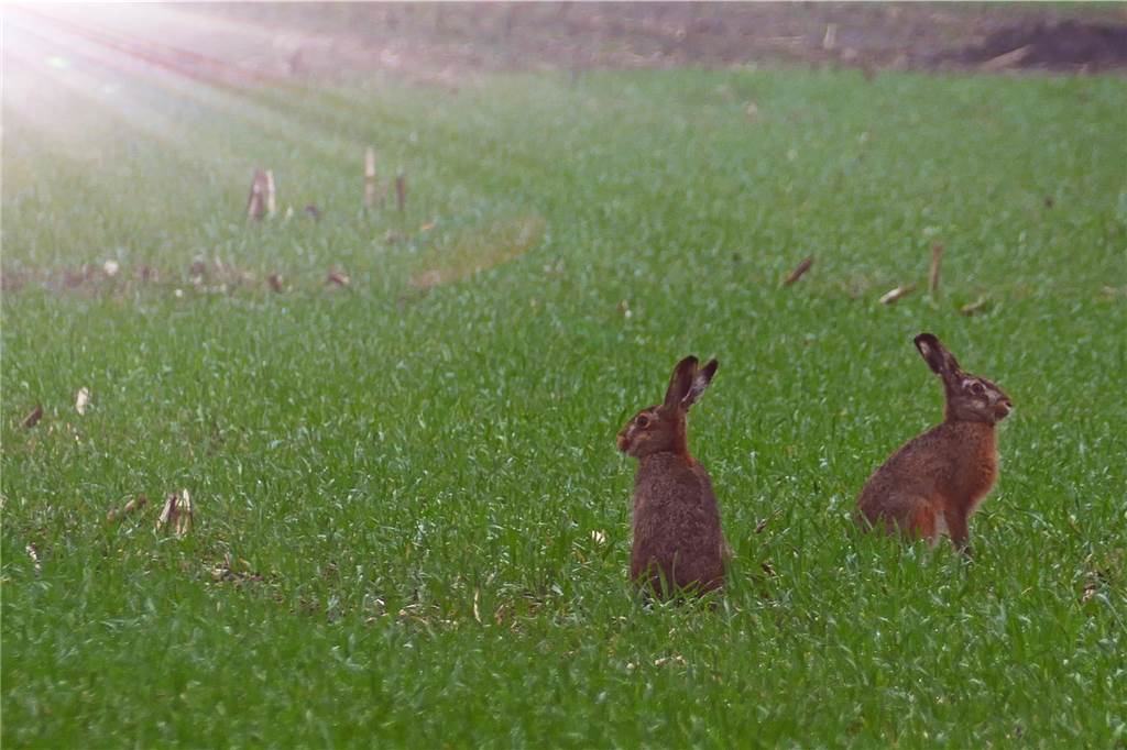 Gleich zwei Osterhasen hat Hubert Stroetmann am frühen Morgen mit der Kamera erwischt. An der Seerose in Vreden sitzen sie auf dem Feld und scheinen die Strahlen der Morgensonne zu genießen.
