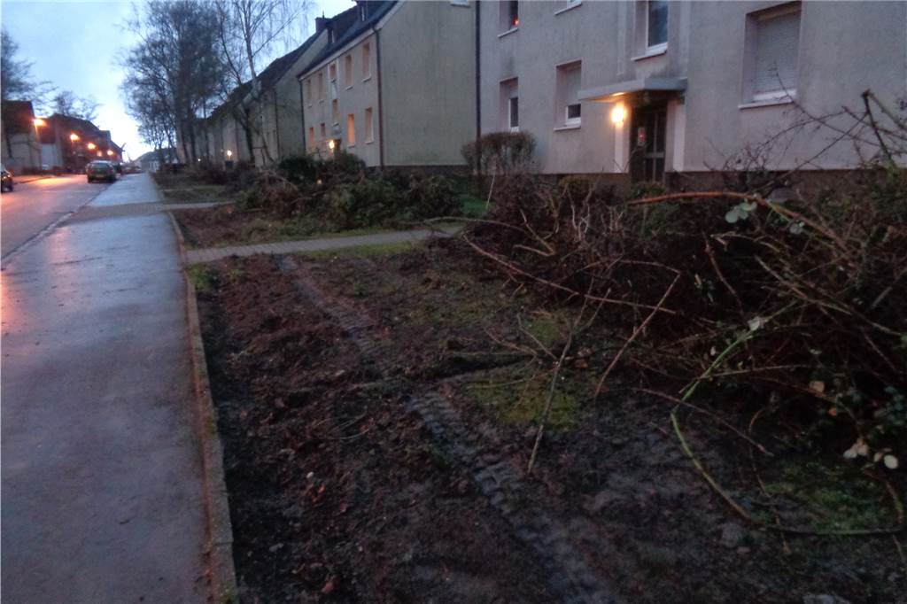 Mieter geschockt von Kahlschlag in mehreren Wohnquartieren in Lünen Gleiches Bild in der Straße Am Triftenteich. Auch hier wurden Sträucher und Büsche gerodet.