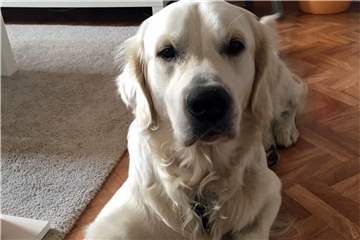 Golden Retriever Paul wurde von einem Schäferhund angegriffen, aber es geht ihm wieder gut.