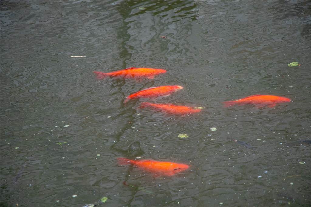 Große Goldfische im Vredener Stadtgraben – warum sie ein Problem sind Goldfische schwimmen im Stadtgraben. Sie vermehren sich, weil sie dort auch nicht viele natürliche Feinde haben.