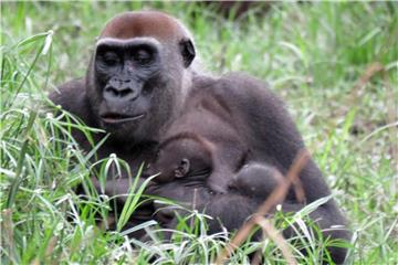 Gorilla-Mutter Malui sitzt mit ihren Zwillingen im Dzanga-Sangha-Schutzgebiet. Foto: Janika Wendefeuer/WWF