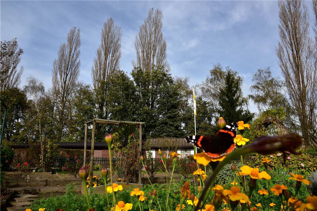 Streit um Räumung der Buchenberg-Gärten: Gericht kündigt Urteil an Grabeland oder Kleingarten: Um diese Frage geht es vor Gericht.