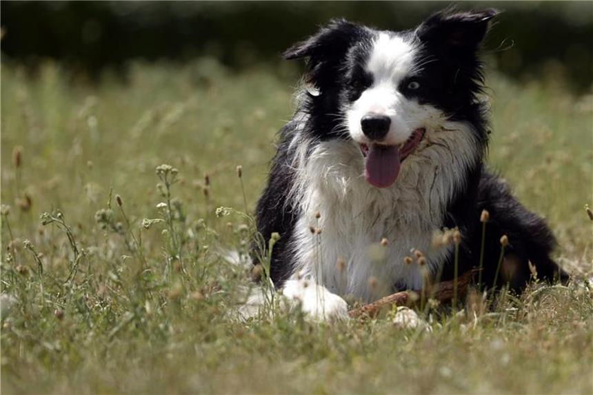 Gräser- und Baumpollen können auch Hunden zu schaffen machen. Reagiert das Tier allergisch, sollten Halter regelmäßig Augen und Fell reinigen. Foto: Maurizio Gambarini