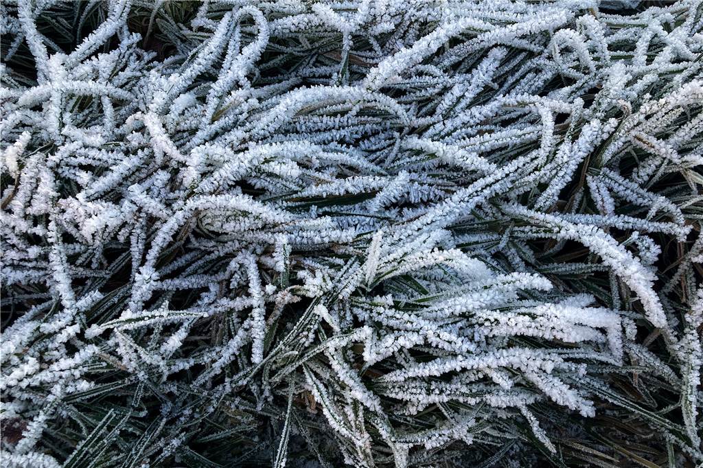 Gras, Büsche und Pflanzen: Alles wird vom Frost mit einer weißen Schicht überzogen.