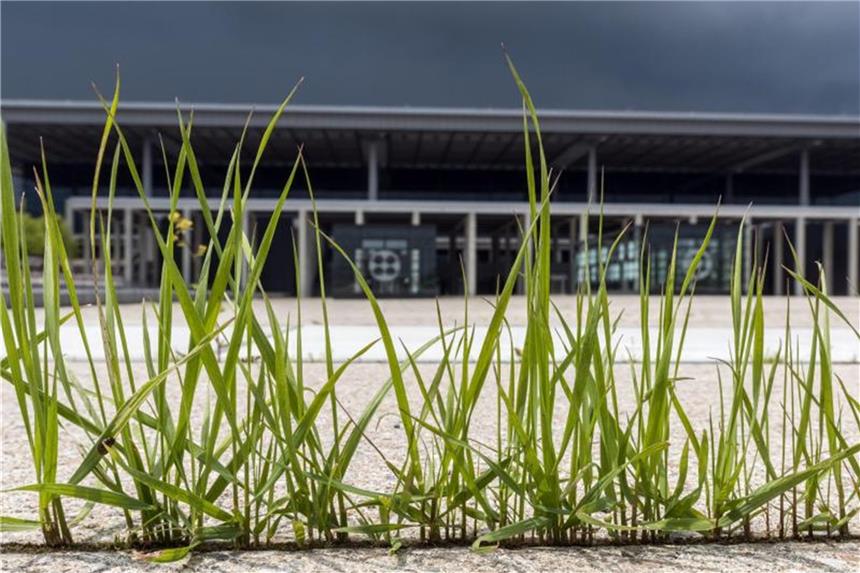 Neuer Untersuchungsausschusses soll BER-Misere aufklären Gras wächst aus den Betonfugen vor dem Terminalgebäude des Hauptstadtflughafens Berlin Brandenburg Willy Brandt (BER) in Schönefeld. Foto: Patrick Pleul/Illustration