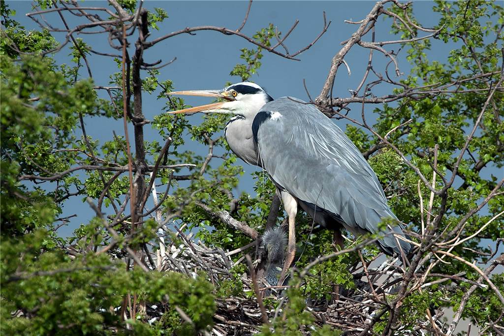 Die Inseln im Halterner Stausee sind wahre Naturparadiese Graureiher mit Küken in der Brutkolonie.