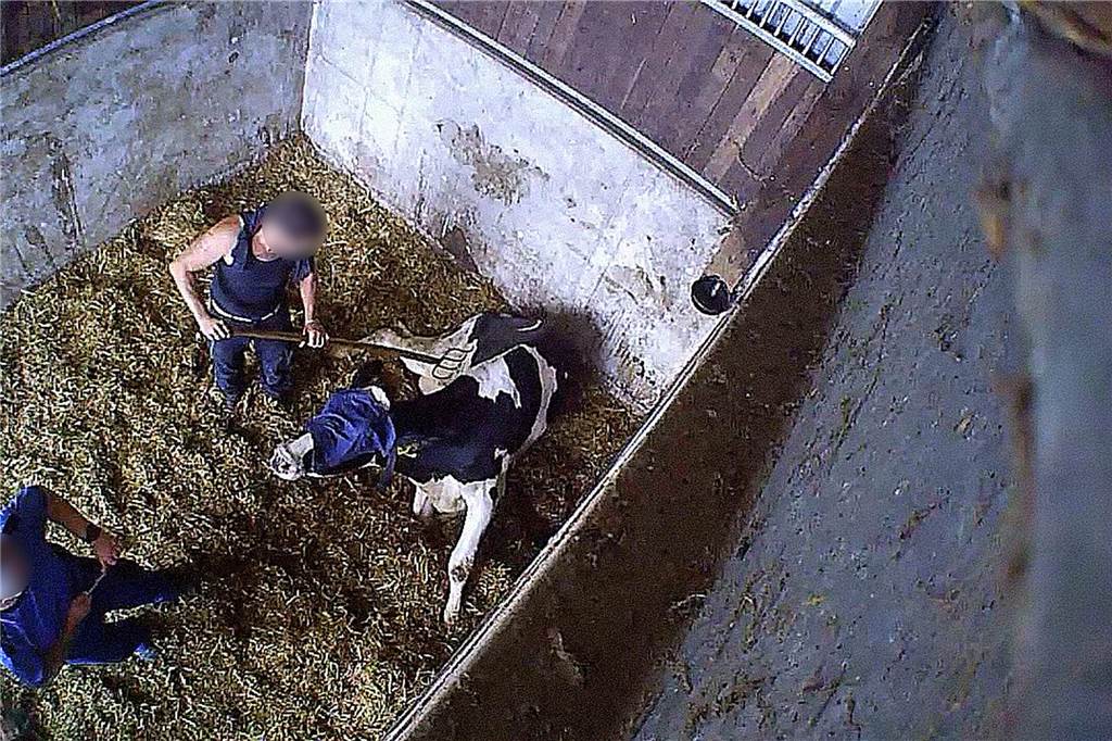 Mecke-Prozess: Bluthändler lässt gequälte Tiere „leer laufen“ Grausame Szene bei der Blutabnahme: Der Mann sticht mit der Mistgabel zu.