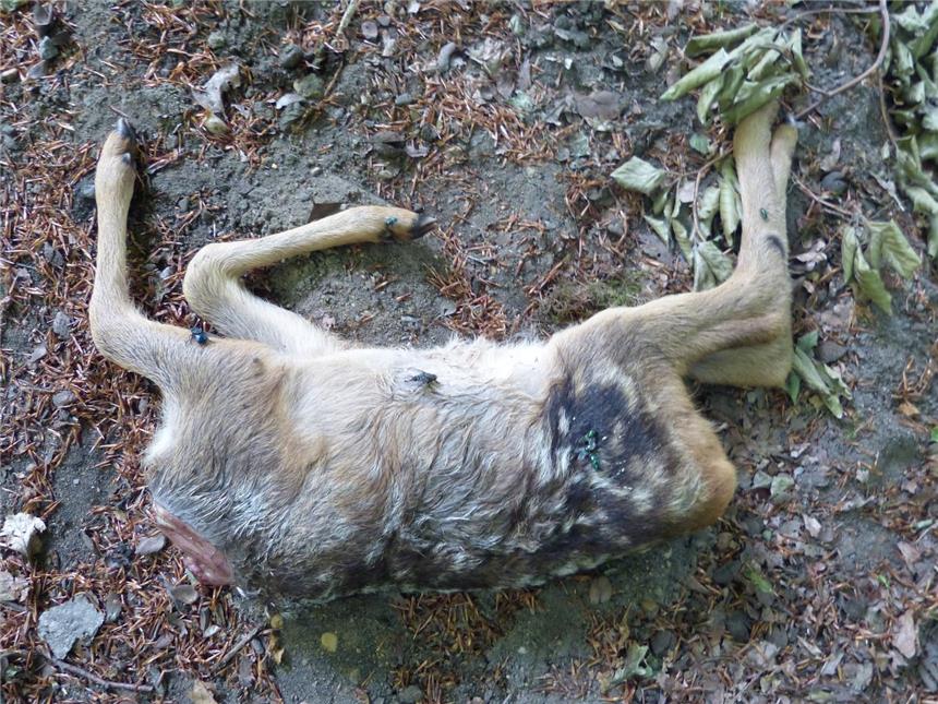 Grausamer Unbekannter köpft Rehwild Grausamer Fund: Ein Unbekannter köpfte ein Rehkitz und ließ den kopflosen Körper an der Kippheide liegen.