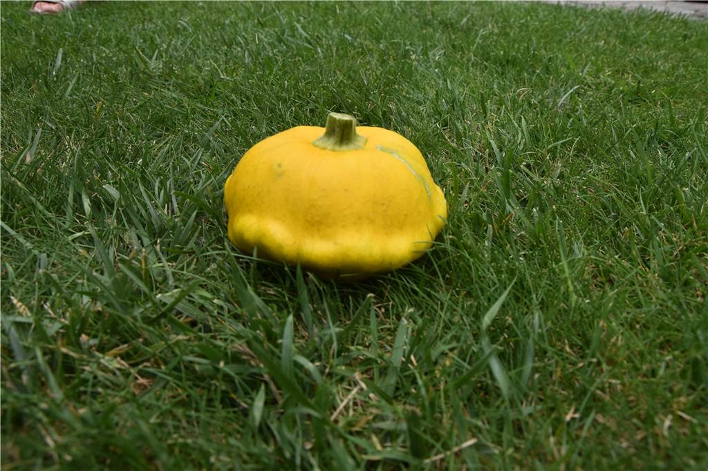 Ufos „landen“ in Dortmunder Kleingarten Gretel und Helmut John haben eine Zucchinisorte angepflanzt, die wie ein Ufo aussieht.