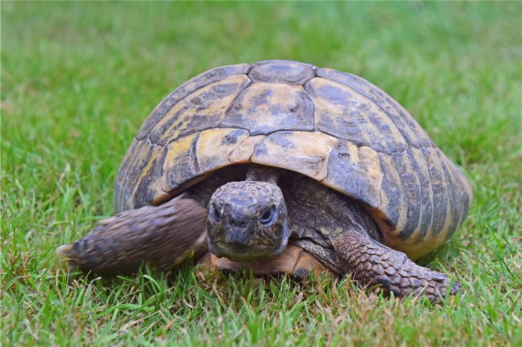 Ein Haustier seit 50 Jahren: Ruth Oppermann aus Haltern und ihre Schildkröte Griechische Landschildkröten können in Gefangenschaft bis zu 100 Jahre alt werden.