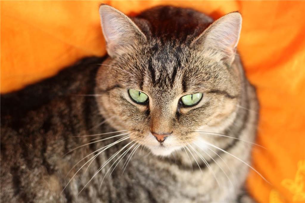 Eine Katze vor orangenem Hintergrund.