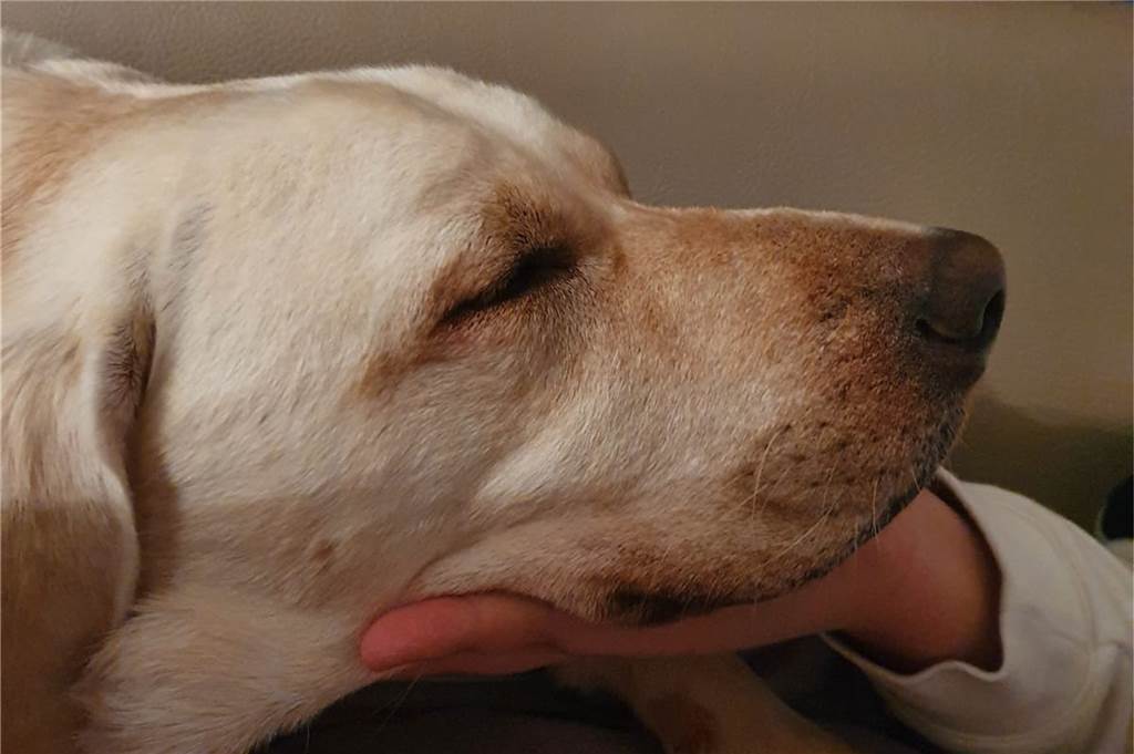 Carmen Hanken hilft Hunden: Labrador Grom läuft endlich wieder rund Grom war nach der Behandlung vollkommen entspannt - und auch währenddessen.