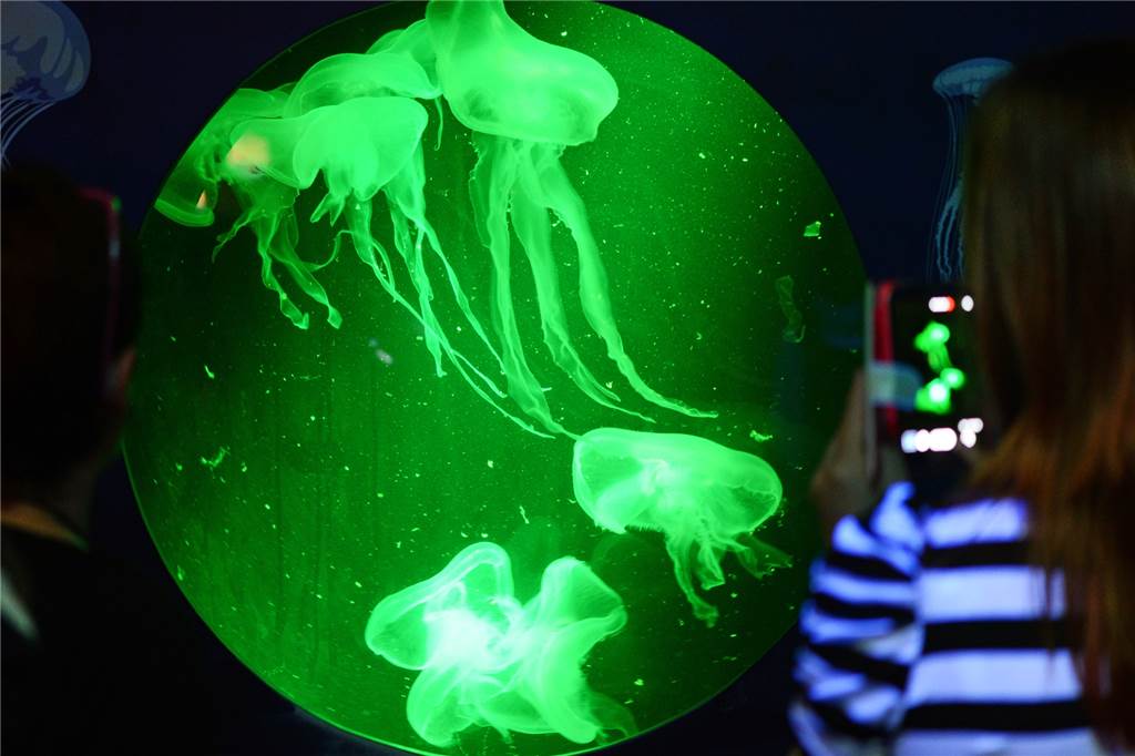 Dortmunder Professor schreibt ein Buch über glibberige Meerestiere Großaquarien mit Quallen wie hier in Berlin faszinieren die Besucher.