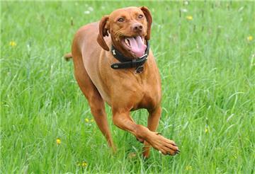 Große Hunde kosten bei der Anmeldung beim Ordnungsamt ab dem 1. August eine zusätzliche Gebühr.