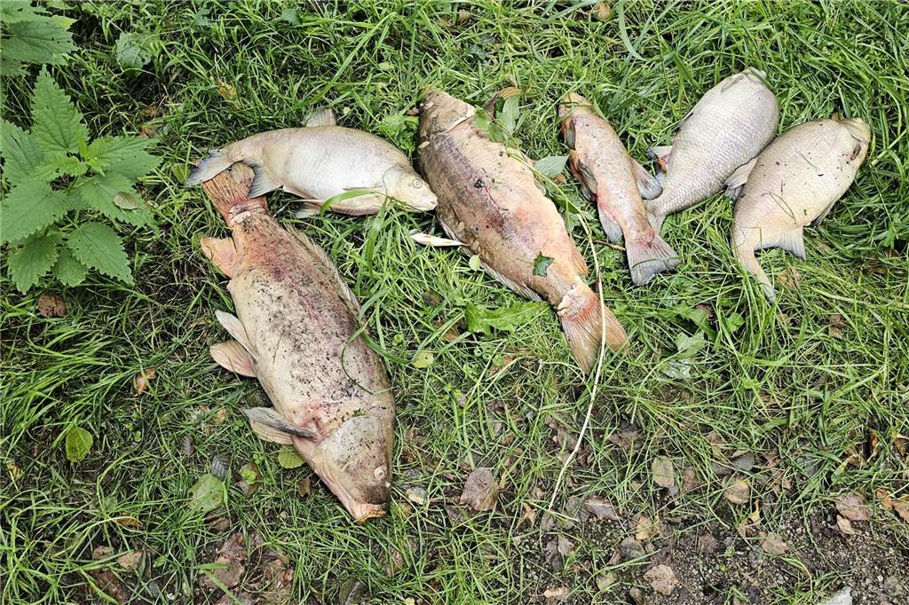 Nach Fischsterben: Angelsportverein befindet sich im „Beobachtungsmodus“ Tote Fische auf dem Boden