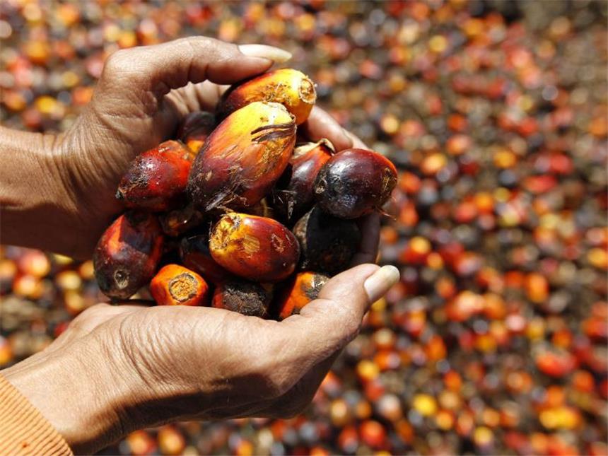 Palmöl: Begehrter Rohstoff Große Plantagen zur Palmölgewinnung können sich nachteilig auf die Umwelt auswirken. Foto: Mast Irham