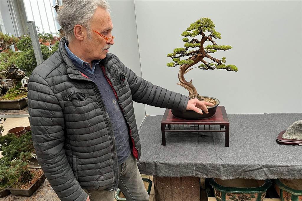 Bonsai-Zentrum verkauft seit mehr als 40 Jahren Bäume bis 30.000 Euro Gründer und Bonsai-Meister Wolfgang Klemend erklärt den Aufbau einer Komposition mit einem alten Bonsai.