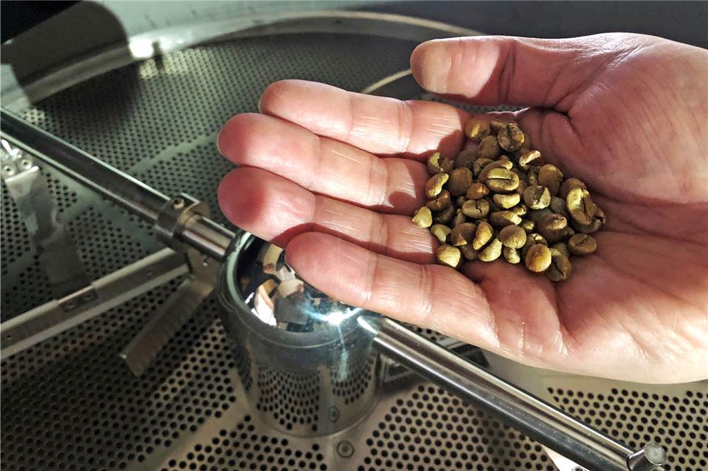 Kaffeerösterei: Es gibt Fortschritte und noch einige Fragezeichen Grüne Kaffeebohnen in einer Hand, im Hintergrund die Röstmaschine