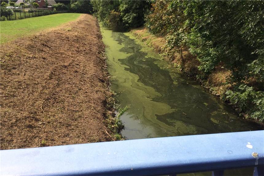 Grüne Schleier ziehen sich durch die Horne - so auch hier an der Fußgängerbrücke an der Münsterstraße.