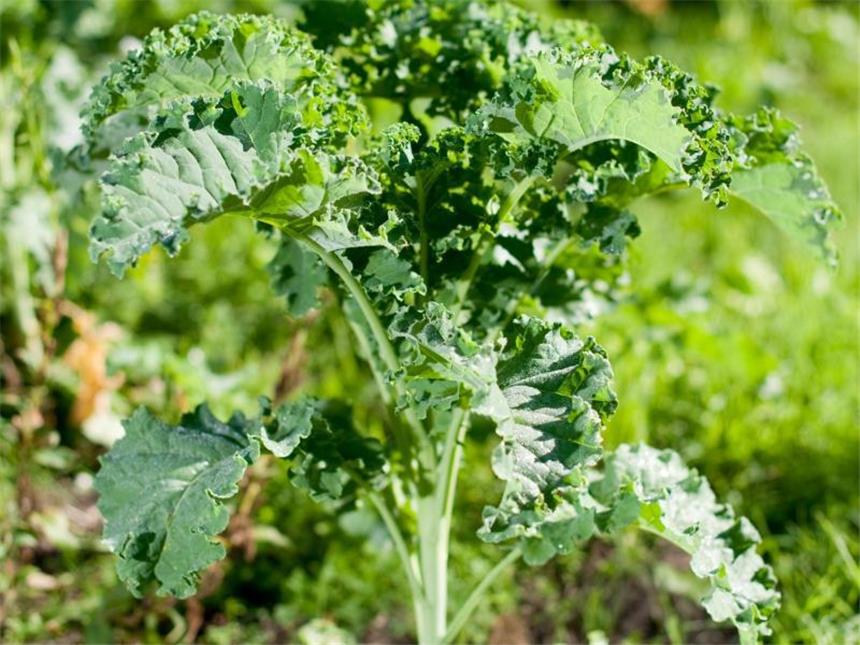 Vitaminbombe aus dem eigenen Garten: Grünkohl anbauen Grünkohl ist nahezu weltweit verbreitet und in vielen Küchen beliebt. Im Garten gilt die Pflanze als anspruchslos. Foto: Klaus-Dietmar Gabbert/dpa