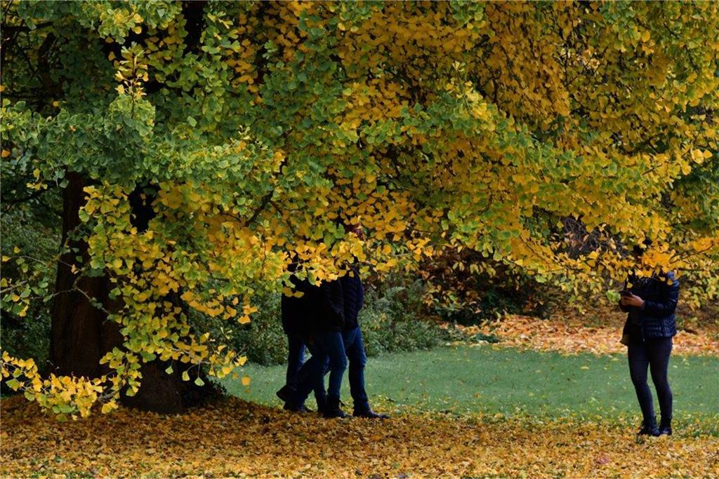 Gruppenbild mit Dame im herbstlichen Rombergpark.