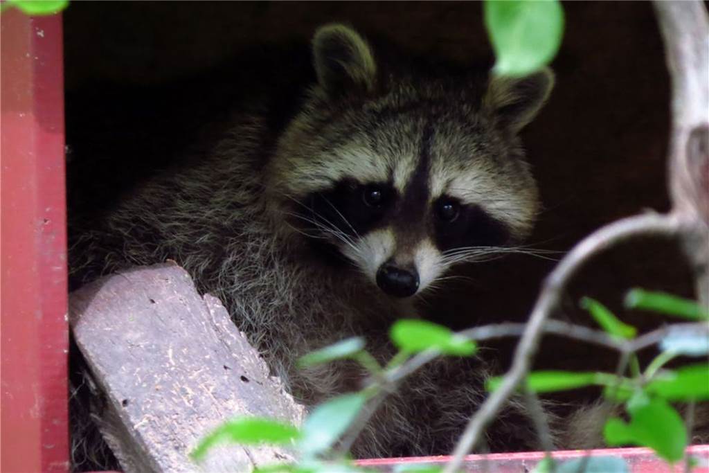 Tiere aus der Nähe beobachten: Tierparks & Streichelzoos in der Umgebung Guckguck!