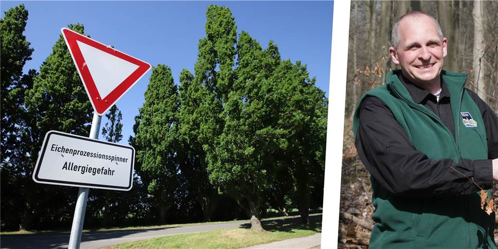 Knubbel in Eichen in Selm: Baum-Profi Guido Vortmann kennt den Grund Guido Vortmann aus dem Vorstand der Schutzgemeinschaft Deutscher Wald im Kreis Unna kennt sich aus mit Bäumen - und auch mit dem Eichenprozessionsspinner. Der Cappenberger machte selbst schon mehrfach Bekanntschaft mit der Raupe.