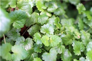 Gundermann (Glechoma hederacea) erkennt man an den herzförmigen, gezackten Blättern. Das Kraut schmeckt gut zu Kartoffeln und Eiern. Foto: Mascha Brichta