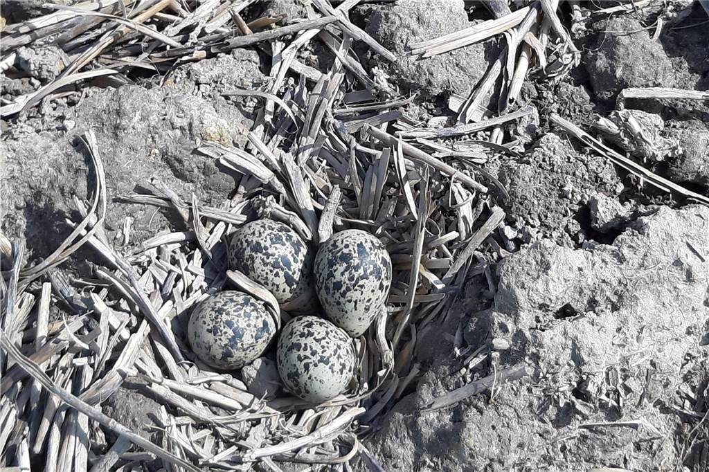 Kiebitz droht im Kreis Unna das Aussterben: Kiebitzzählung 2023: Vogel fehlt in 5 von 10 Städten Gut getarnt: die vier Kiebitzeier in einem Gelege.