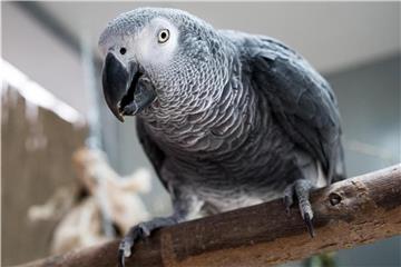 Gute Laune oder Verhaltensauffälligkeit? Wenn Vögel tanzen, ist das nicht unbedingt ein Ausdruck von Lebensfreude. Foto: Alexander Heinl