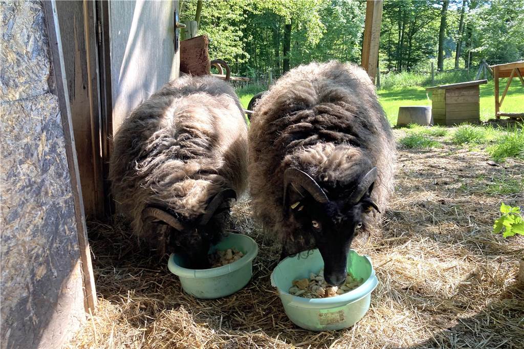 Schafe Frieda und Wanni finden ein neues Zuhause auf dem Höchsten Die Schafe Frieda und Wanni fressen aus zwei Trögen.