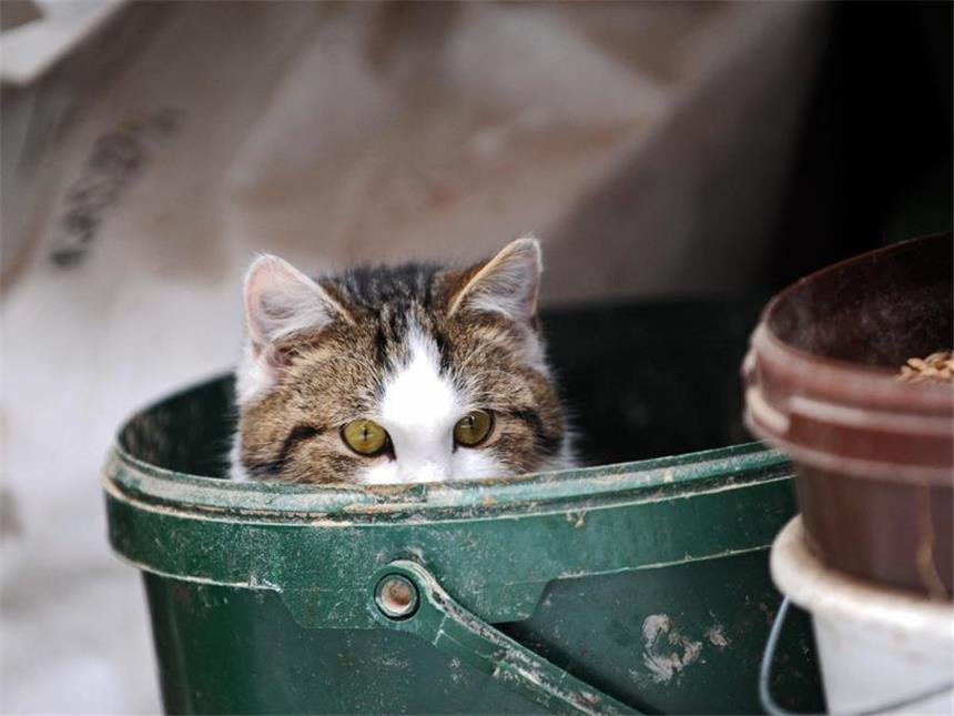 "Catgility" trainiert Spiel- und Jagdtrieb Gutes Versteck - auch Eimer können beim «Catgility» in den Parcours eingebaut werden. (Bild: dpa/tmn)