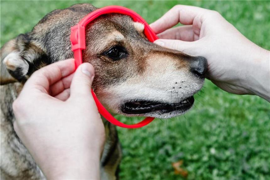 Hunden vor dem Baden Parasitenhalsbänder abnehmen Halsbänder gegen Flöhe und Zecken sind wirksam, haben beim Baden aber nichts verloren - denn der Wirkstoff wird ans Wasser abgegeben. Foto: Markus Scholz/dpa-tmn