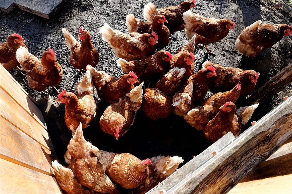 Vogelgrippe breitet sich aus: So reagieren Haltener Geflügelzüchter Hühner scharen sich um eine Futterstelle.