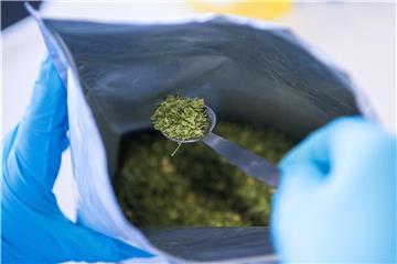 Handelt es sich um echtes Superfood? Um dies zu überprüfen, wird am Karlsruher Institut für Technologie (KIT) Moringa-Tee analysiert. Foto: Sebastian Gollnow