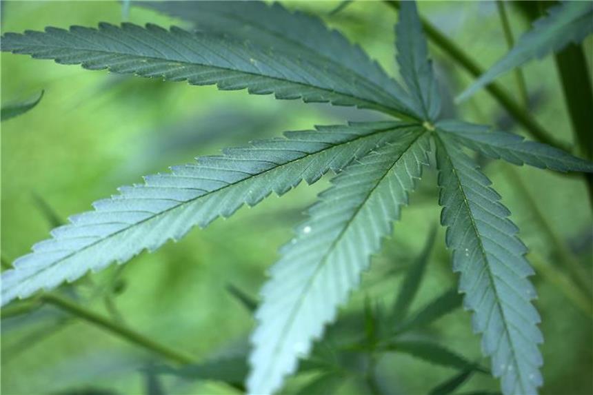 Prozess um Anbau von Cannabis: Angeklagter schweigt Hanf-Pflanzen (Cannabis) wachsen in einem Garten. Foto: Oliver Berg/Archiv