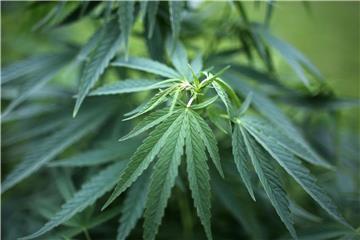 Hanfpflanzen (Cannabis) wachsen in einem Garten. Foto: Oliver Berg/Archiv