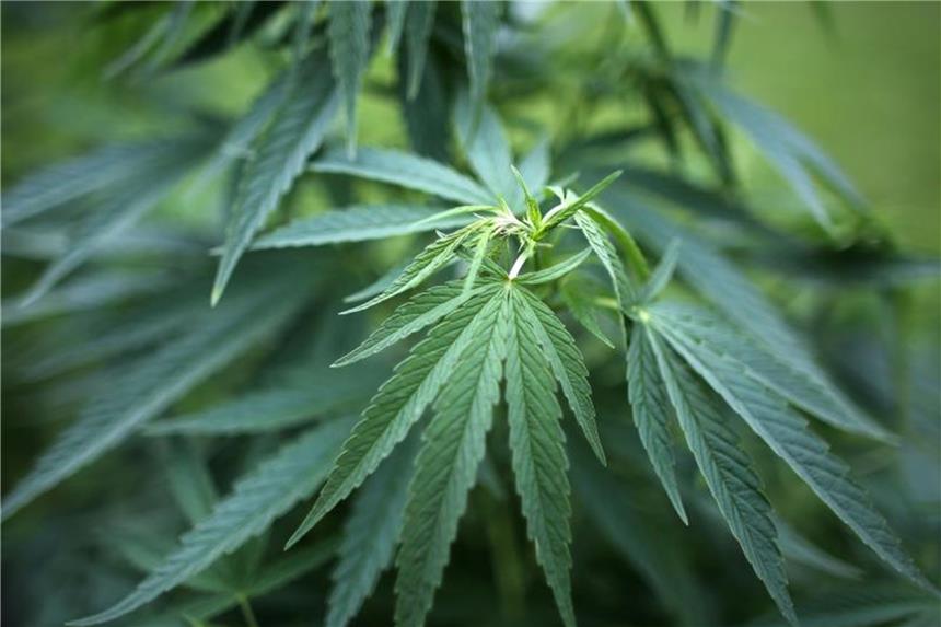 Polizei findet Cannabis-Plantage und Waffen bei Rentnerpaar Hanfpflanzen. Foto: Oliver Berg/Archiv