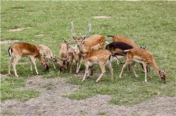 Hans Tokarski möchte seine elf Tiere abgeben, weil er sich aus gesundheitlichen Gründen nicht mehr drum kümmern kann.
