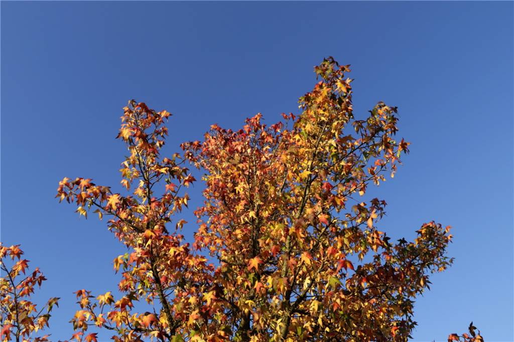 Herbstlaub