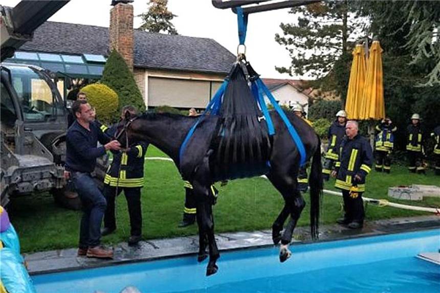 Feuerwehr rettet Pferd aus Swimmingpool Happy End für das gestürzte Pferd. Foto: Feuerwehr Meerbusch