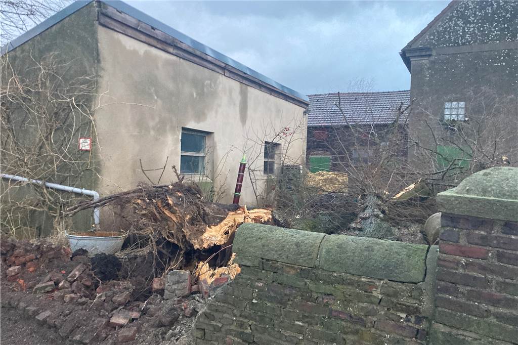 Nach dem Sturm: Welche Versicherung greift bei welchem Schaden? Hat ein nachweislich morscher Baum beim Umsturz einen Schaden angerichtet, müssen Baumbesitzer:innen bzw. deren Haftpflichtversicherung dafür aufkommen.